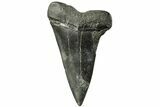 Fossil Broad-Toothed Mako Tooth - South Carolina #214503-1